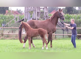 Oldenburger, Merrie, Veulen (06/2025), Vos