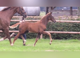 Oldenburger, Merrie, Veulen (06/2025), Vos