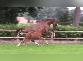 Oldenburger, Merrie, Veulen (06/2025), Vos