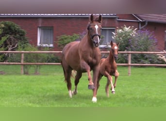 Oldenburger, Merrie, Veulen (06/2025), Vos
