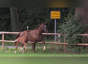 Oldenburger, Merrie, Veulen (06/2025), Vos