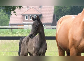 Oldenburger, Merrie, veulen (05/2024), Zwart