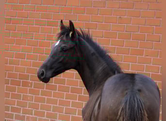 Oldenburger, Merrie, Veulen (05/2025), Zwartbruin