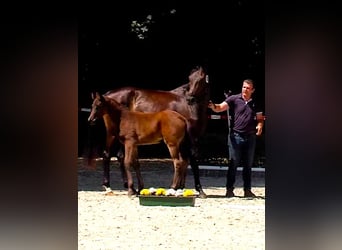 Oldenburger, Merrie, Veulen (04/2026), Zwartbruin