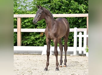 Oldenburger, Merrie, Veulen (03/2026), Zwartbruin