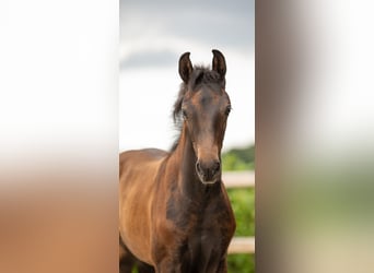 Oldenburger, Merrie, Veulen (05/2025), Zwartbruin
