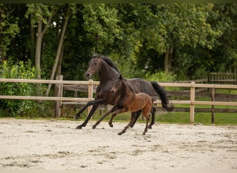 Oldenburger, Merrie, Veulen (05/2025), Zwartbruin
