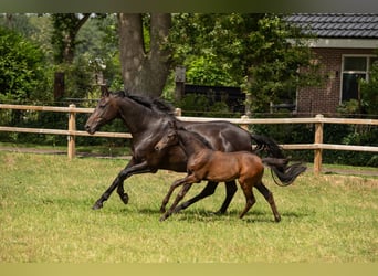Oldenburger, Merrie, Veulen (05/2025), Zwartbruin
