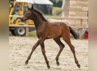 Oldenburger, Merrie, Veulen (05/2025), Zwartbruin