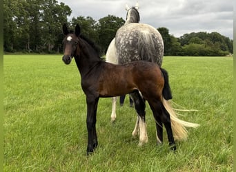 Oldenburger, Merrie, Veulen (06/2026), Zwartbruin