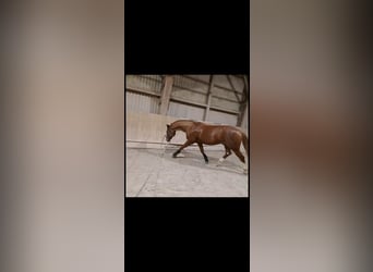 Oldenburger, Ruin, 10 Jaar, 166 cm, Donkere-vos