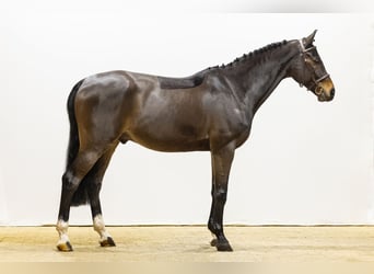 Oldenburger, Ruin, 10 Jaar, 166 cm, Zwartbruin