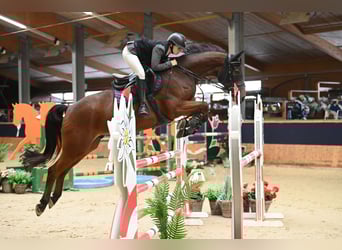 Oldenburger, Ruin, 10 Jaar, 168 cm, Bruin