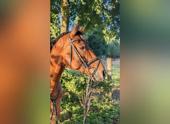 Oldenburger, Ruin, 10 Jaar, 168 cm, Bruin