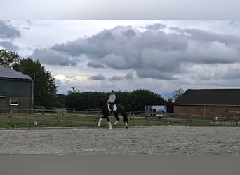 Oldenburger, Ruin, 10 Jaar, 168 cm, Donkerbruin