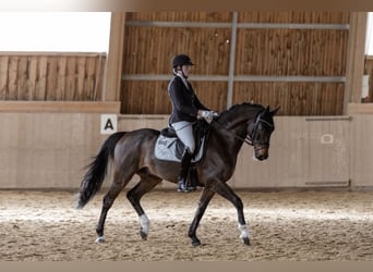 Oldenburger, Ruin, 10 Jaar, 170 cm, Bruin