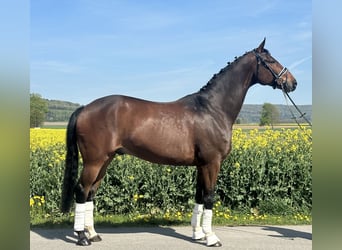 Oldenburger, Ruin, 10 Jaar, 170 cm, Donkerbruin
