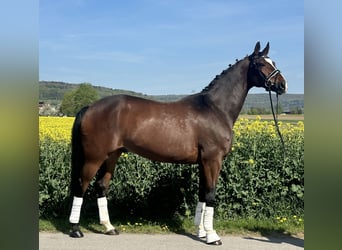 Oldenburger, Ruin, 10 Jaar, 170 cm, Donkerbruin