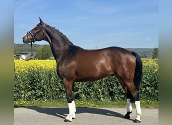 Oldenburger, Ruin, 10 Jaar, 170 cm, Donkerbruin