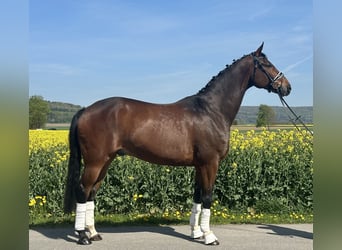 Oldenburger, Ruin, 10 Jaar, 170 cm, Donkerbruin