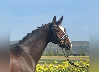 Oldenburger, Ruin, 10 Jaar, 170 cm, Donkerbruin