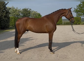 Oldenburger, Ruin, 10 Jaar, 176 cm, Bruin