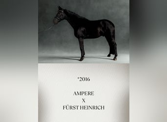 Oldenburger, Ruin, 10 Jaar, Zwart