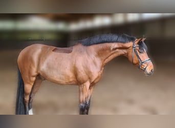 Oldenburger, Ruin, 11 Jaar, 163 cm, Bruin
