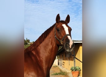 Oldenburger, Ruin, 11 Jaar, 167 cm, Donkere-vos