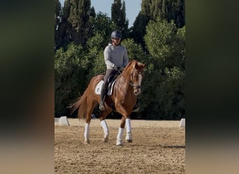 Oldenburger, Ruin, 11 Jaar, 167 cm, Donkere-vos