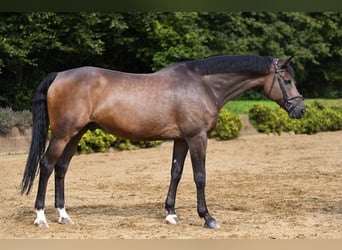 Oldenburger, Ruin, 11 Jaar, 168 cm, Brauner