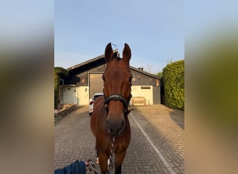 Oldenburger, Ruin, 11 Jaar, 170 cm, Bruin