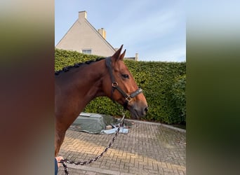 Oldenburger, Ruin, 11 Jaar, 170 cm, Bruin