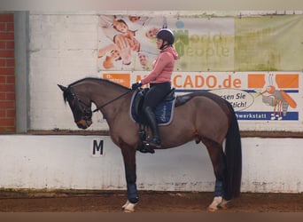 Oldenburger, Ruin, 11 Jaar, 170 cm, Donkerbruin