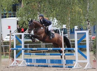 Oldenburger, Ruin, 11 Jaar, 170 cm, Donkerbruin