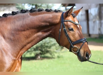 Oldenburger, Ruin, 11 Jaar, 172 cm, Bruin