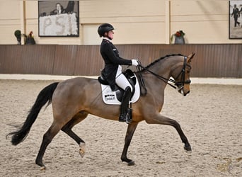 Oldenburger, Ruin, 11 Jaar, 172 cm, Bruin