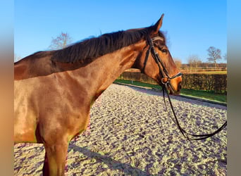 Oldenburger, Ruin, 11 Jaar, 176 cm, Donkerbruin