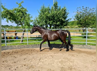 Oldenburger, Ruin, 12 Jaar, 165 cm, Zwart