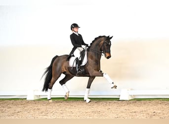 Oldenburger, Ruin, 12 Jaar, 171 cm, Bruin