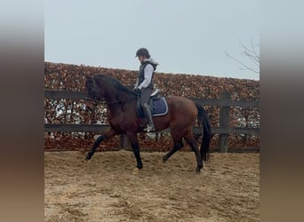 Oldenburger, Ruin, 12 Jaar, 175 cm, Bruin