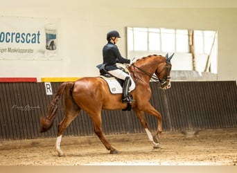 Oldenburger, Ruin, 12 Jaar, 178 cm, Donkere-vos