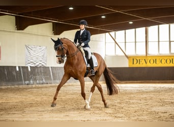 Oldenburger, Ruin, 12 Jaar, 178 cm, Donkere-vos