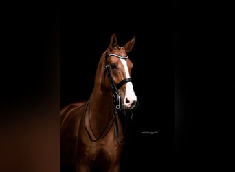 Oldenburger, Ruin, 12 Jaar, 178 cm, Donkere-vos