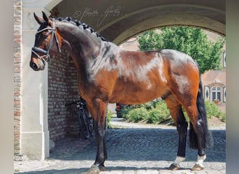 Oldenburger, Ruin, 12 Jaar, 183 cm, Bruin