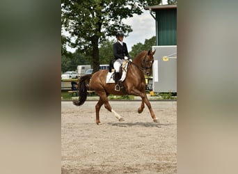 Oldenburger, Ruin, 13 Jaar, 170 cm, Donkere-vos