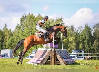 Oldenburger, Ruin, 13 Jaar, 170 cm, Roodbruin