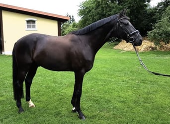 Oldenburger, Ruin, 13 Jaar, 173 cm, Zwart