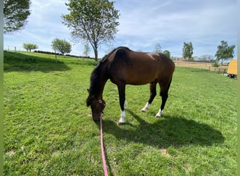 Oldenburger, Ruin, 14 Jaar, 170 cm, Bruin