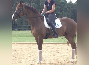 Oldenburger, Ruin, 14 Jaar, 171 cm, Donkere-vos